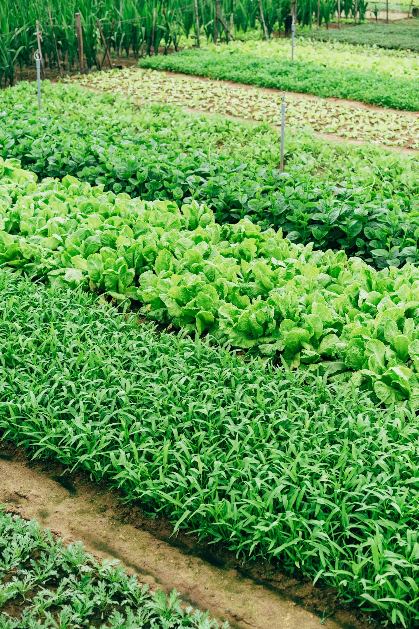 The Green Farm’s Sustainable Farming Practices