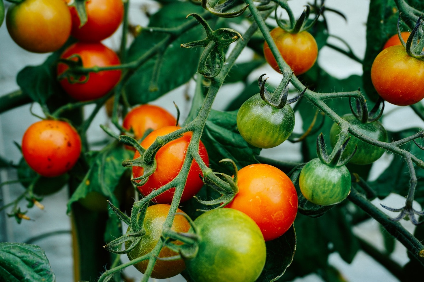 Maximizing Returns with Vegetable Farming